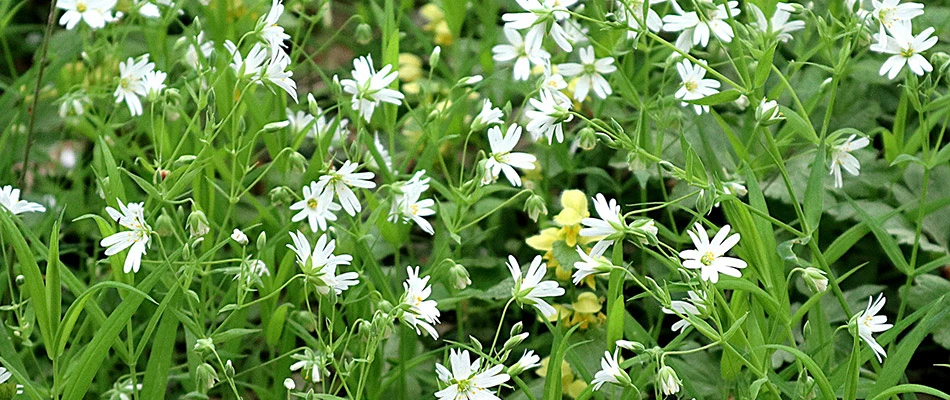 Chickweed growing and overtaking grass in a lawn near Grand Junction, CO.