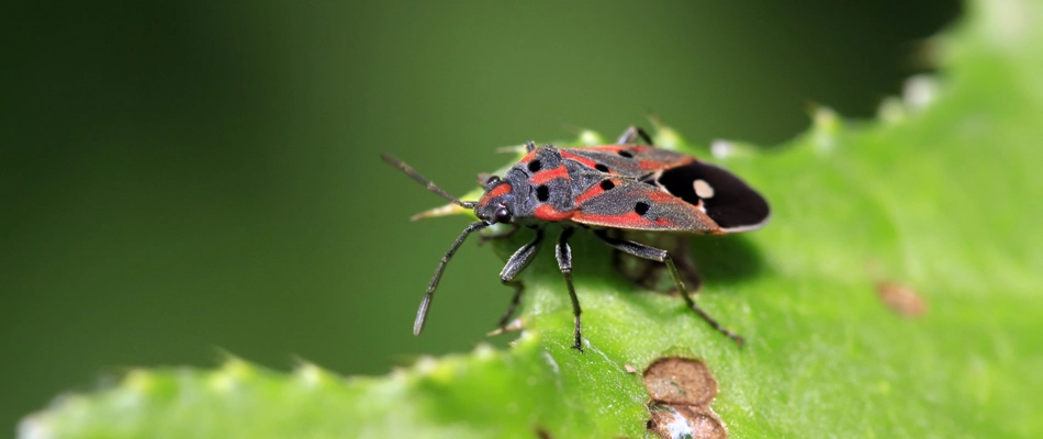 A chinch bug found crawling in landscape in Redlands, CO.