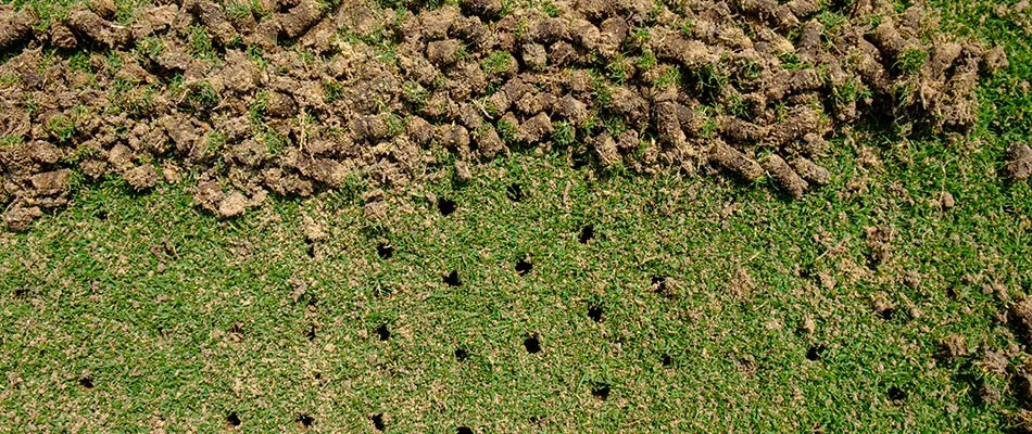 Aeration holes and plugs on a healthy lawn after an aeration passover in Palisade, CO.