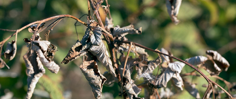 Dead and diseased tree brand needing to be removed near Grand Junction, CO.