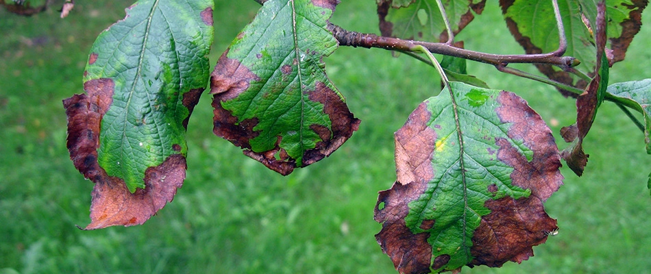 A tree brand with diseased leaves in the process of dying completely.