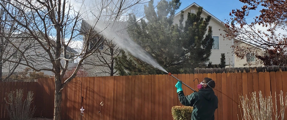 Professional applying treatment  to a tree in Clifton, CO.