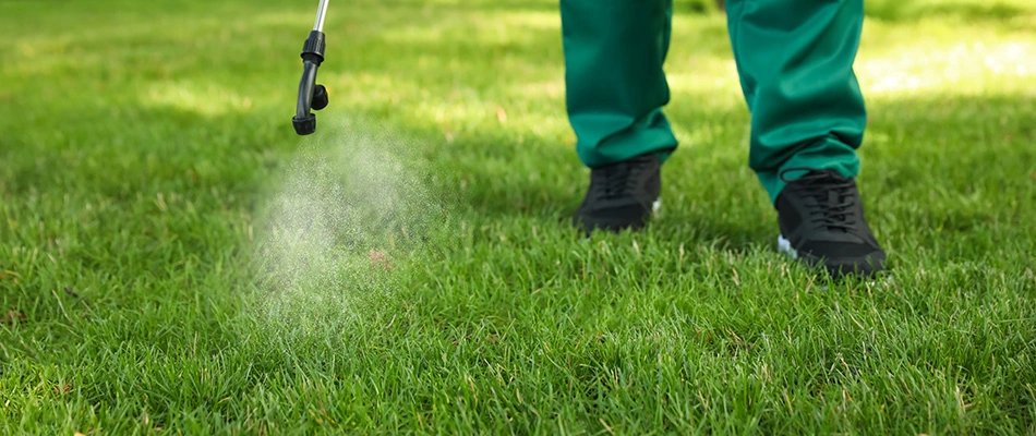 Professional weed control solution spraying on lawn near Palisade, CO.