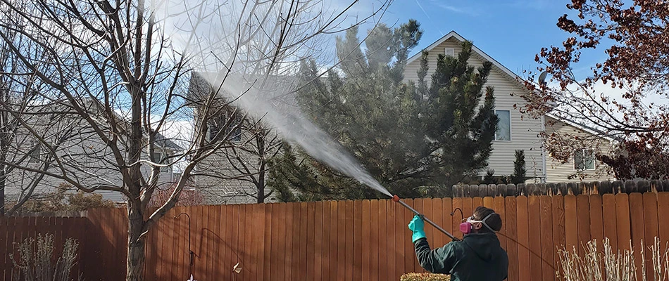 A tree being fertilized with liquid fertilizer near Grand Junction, CO.