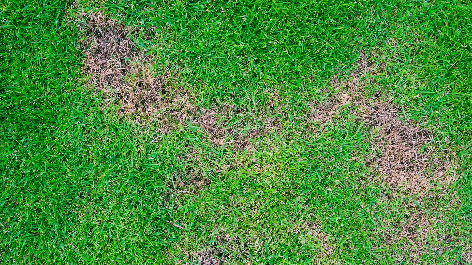 Chinch Bugs vs Billbugs - Which One Is Destroying Your Lawn in Colorado?