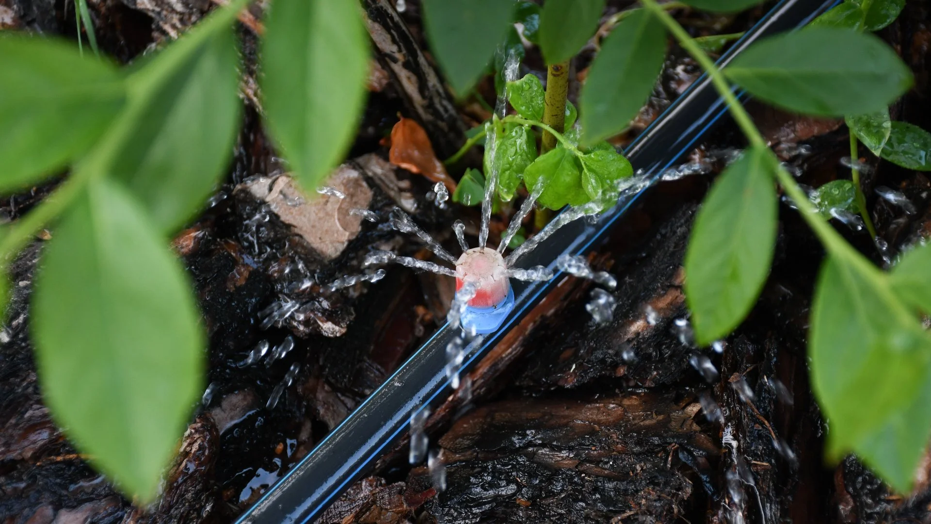 Drip Irrigation Systems Are Perfect for Landscape Beds!