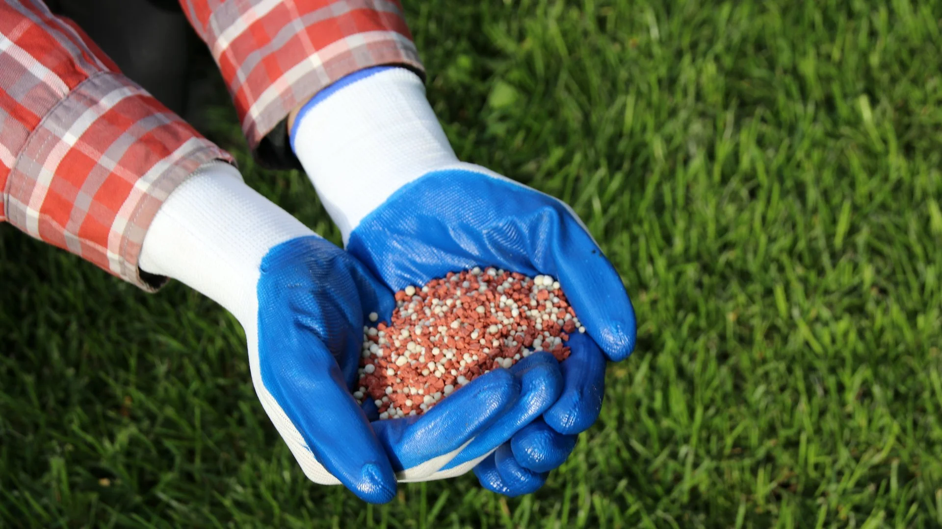 What Lawn Care Services Will Help My Lawn Recover From a Lawn Disease?