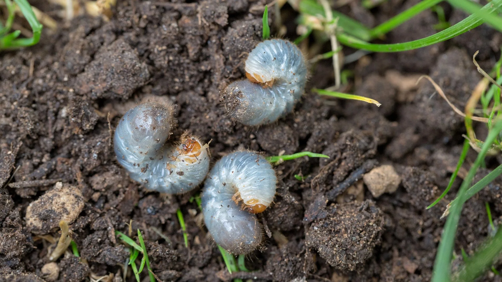 Protect Your Lawn This Year - Invest in Preventative Grub Control!