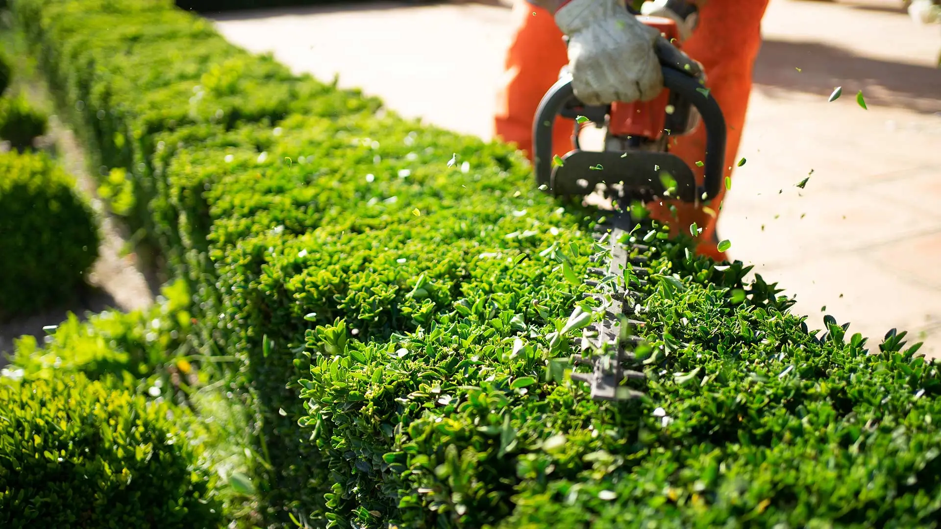 Landscaping hedge trimmer shaping a hedge into a cleanly cut form.