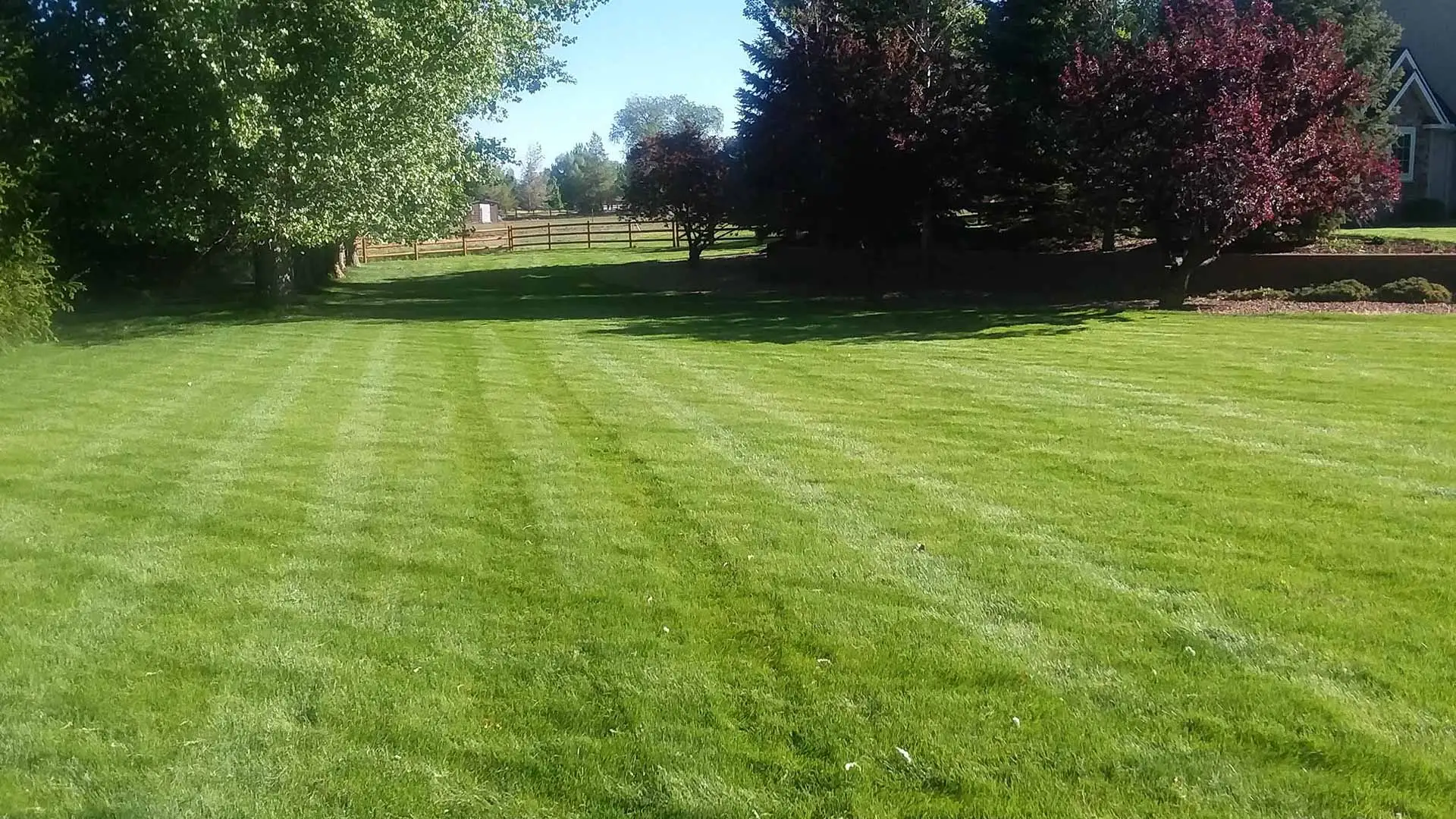A beautiful lawn and healthy trees near Grand Junction, CO.