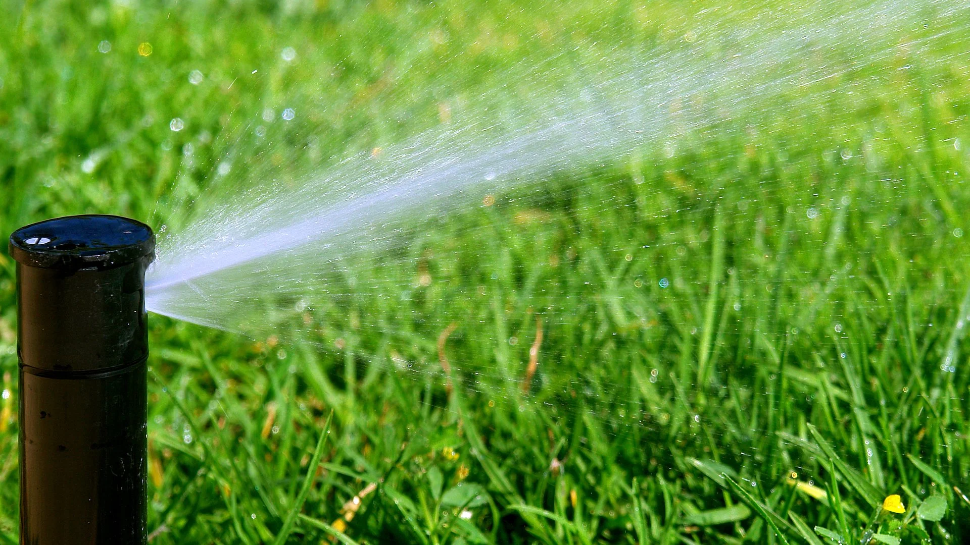 Your Watering Schedule Dictates the Success of Your New Sod