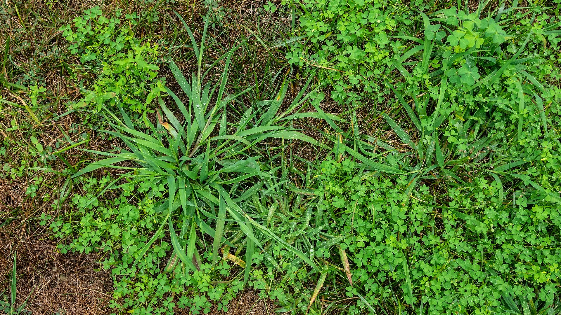 4 Nuisance Weeds That Can Take Over Your Lawn in Grand Junction, CO