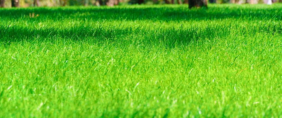Healthy lawn with tall grass and trees in the background near Grand Junction, CO.