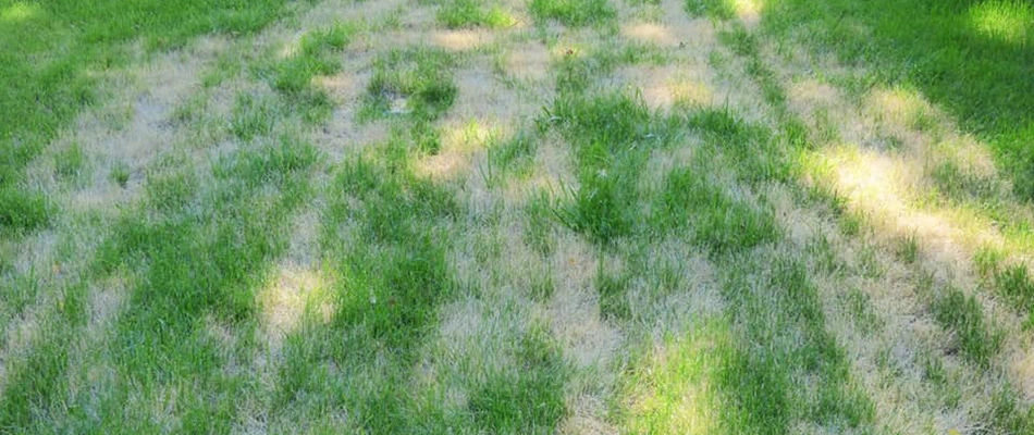 Fungal lawn disease in need of a curative lawn disease teatment in the Fruita, Colorado area and nearby communities.