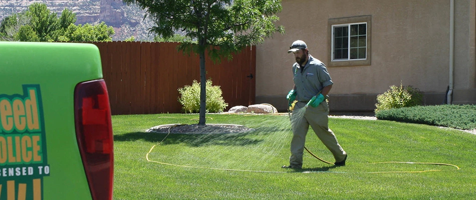 A man walking through a lawn with a hose spraying liquid fertilizer near Palisade, CO.