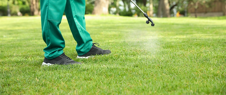 A professional spraying weed control on a lawn near Fruita, CO.